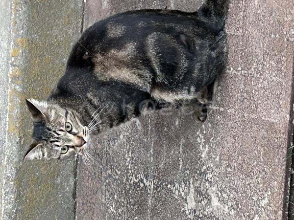 保護猫の画像