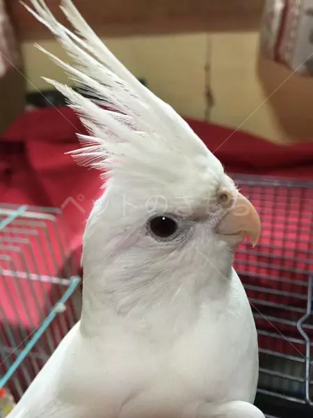 迷子鳥の画像