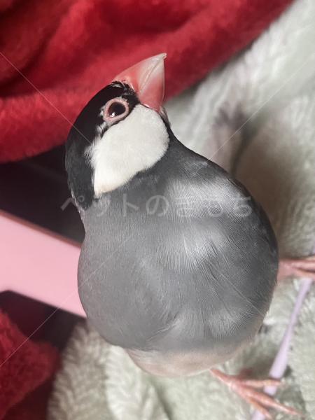 迷子鳥の画像
