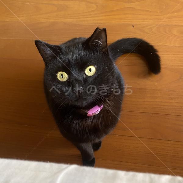 迷子猫の画像