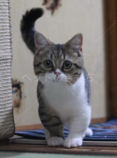 迷子猫の画像