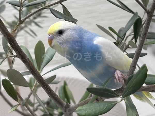 迷子鳥の画像