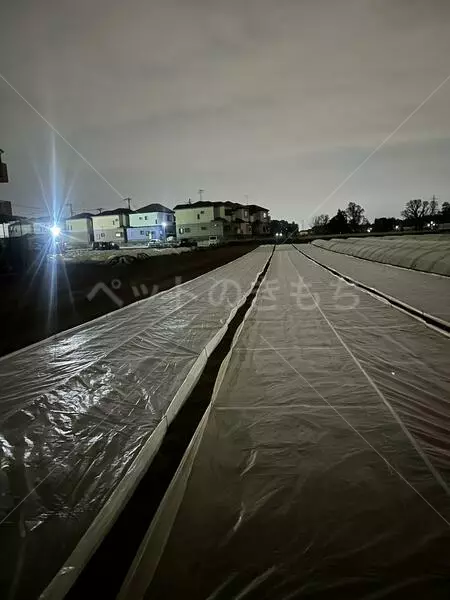 コメントの画像