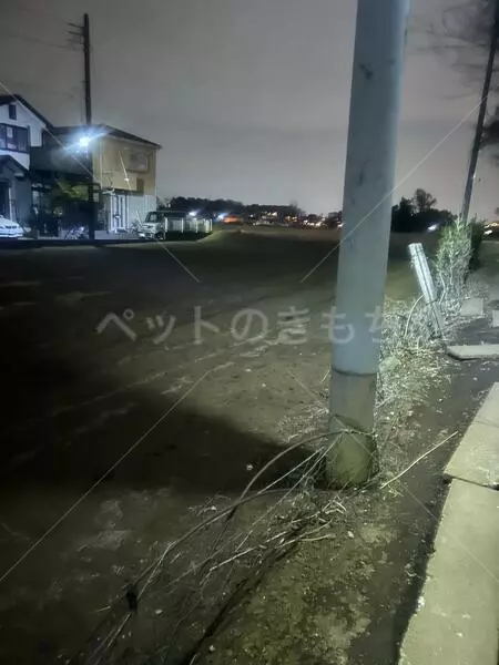 コメントの画像