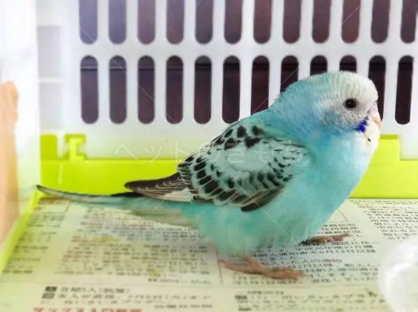 保護鳥の画像