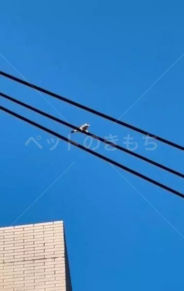 コメントの画像