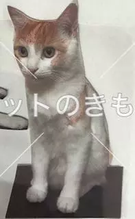 迷子猫の画像