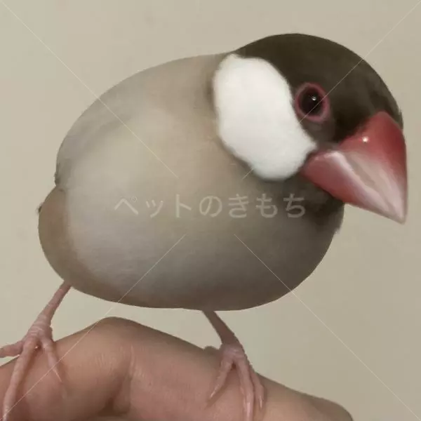 迷子鳥の画像