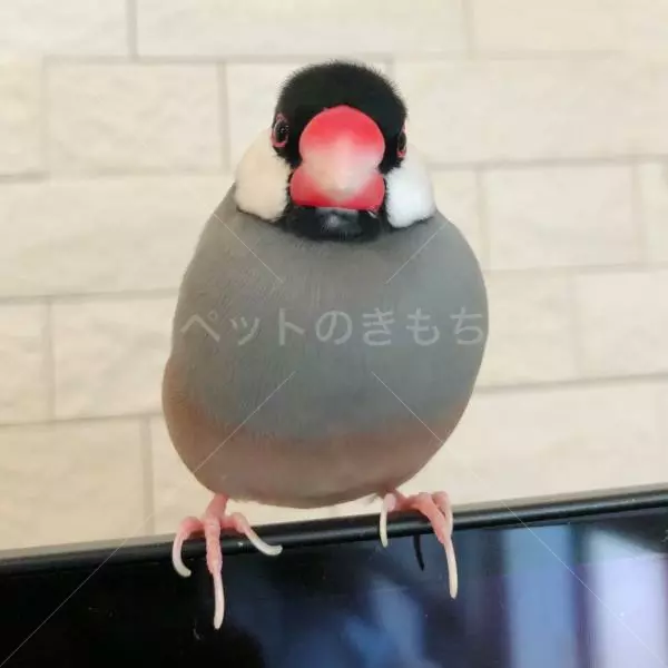 迷子鳥の画像