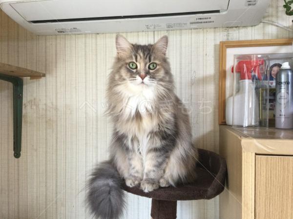 迷子猫の画像