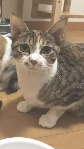 迷子猫の画像