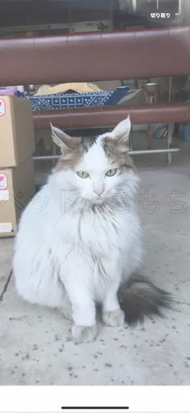 迷子猫の画像