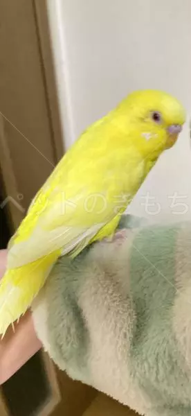 コメントの画像