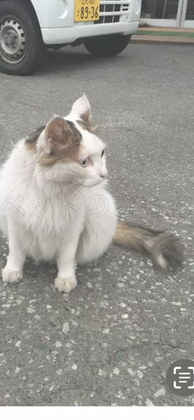 迷子猫の画像