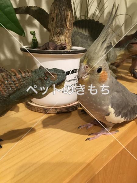 迷子鳥の画像