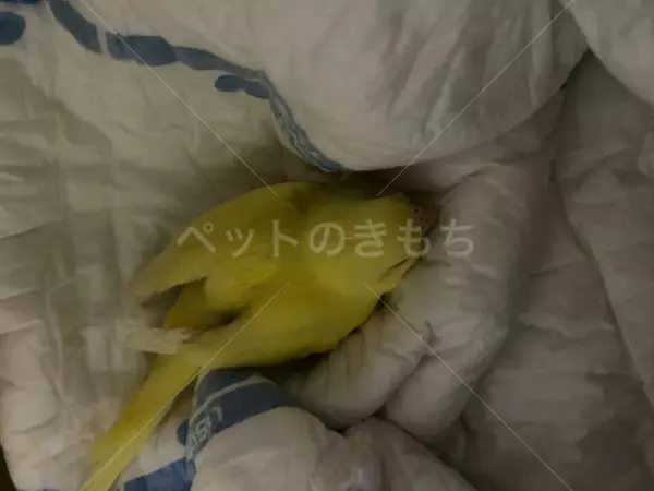 保護鳥の画像