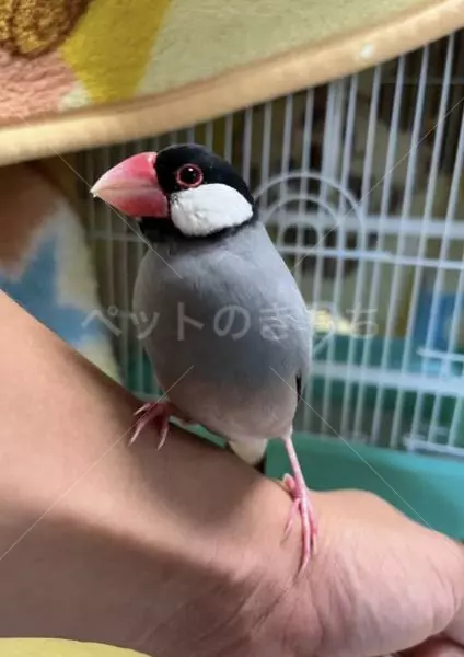 保護鳥の画像