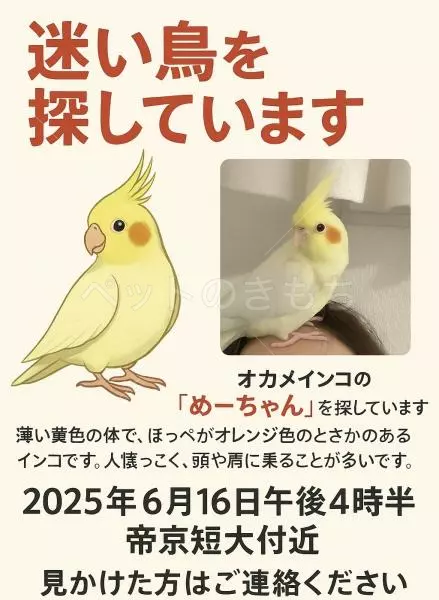 迷子鳥の画像