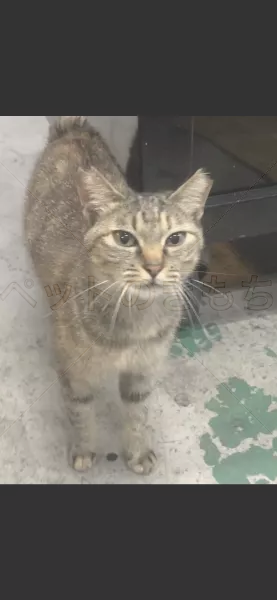迷子猫の画像