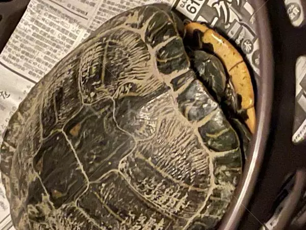 コメントの画像