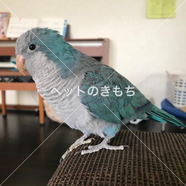 迷子鳥の画像