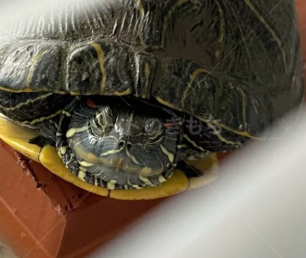 コメントの画像