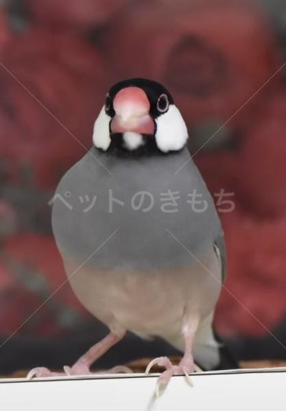 迷子鳥の画像