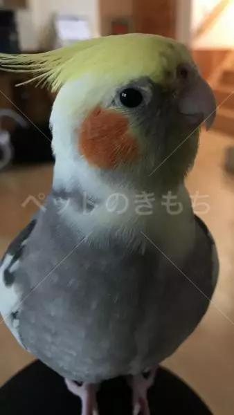 迷子鳥の画像