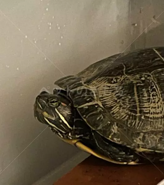 コメントの画像