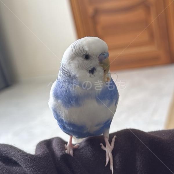 迷子鳥の画像