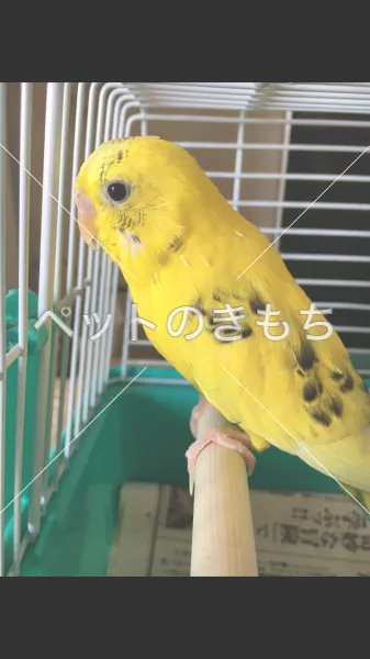 迷子鳥の画像