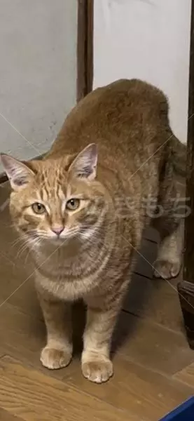 迷子猫の画像