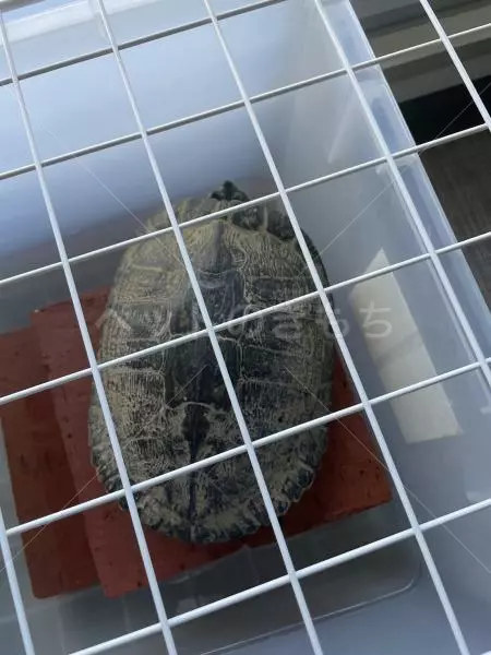 コメントの画像