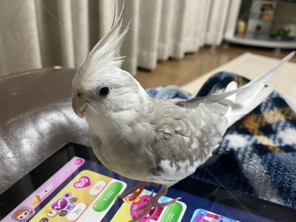 迷子鳥の画像