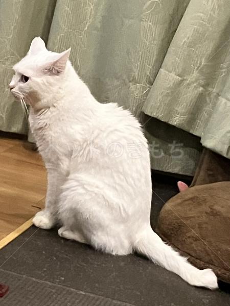 迷子猫の画像