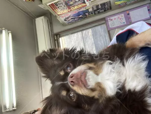 コメントの画像