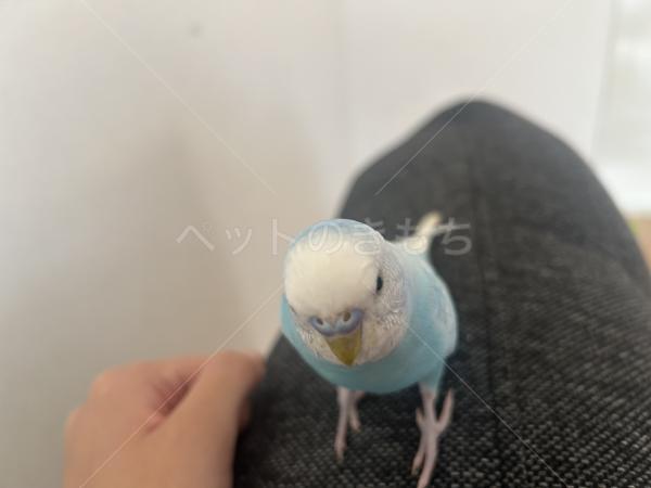 迷子鳥の画像