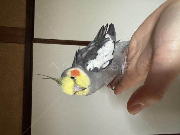 保護鳥の画像