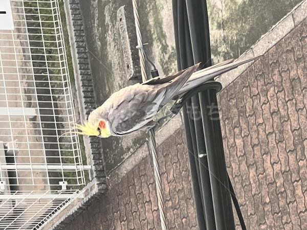 保護鳥の画像