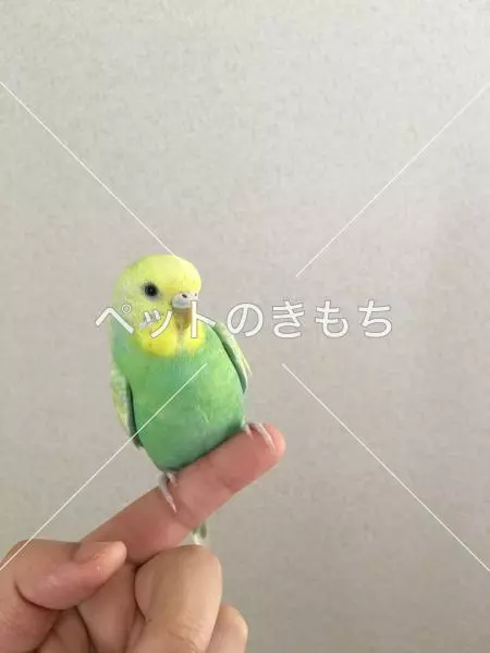 迷子鳥の画像
