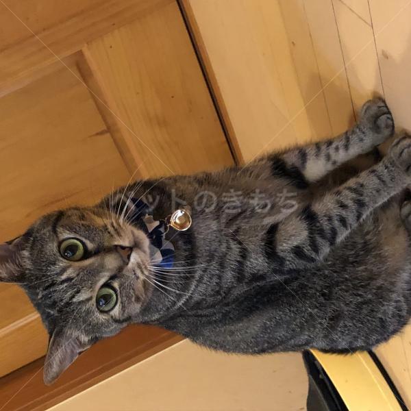 迷子猫の画像