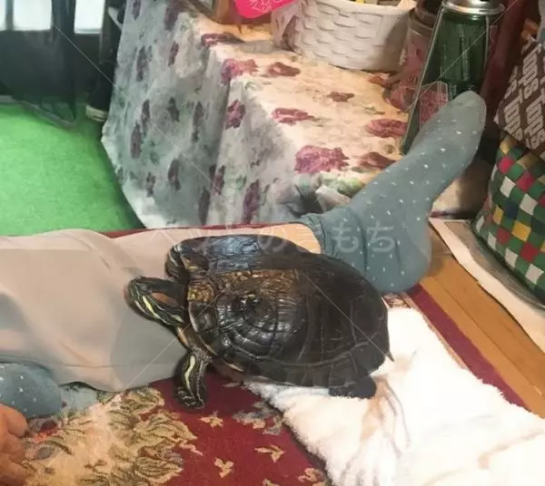 迷子ペットの画像