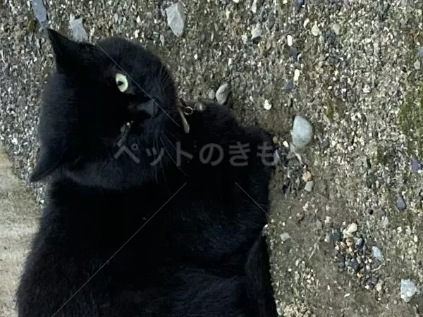 コメントの画像