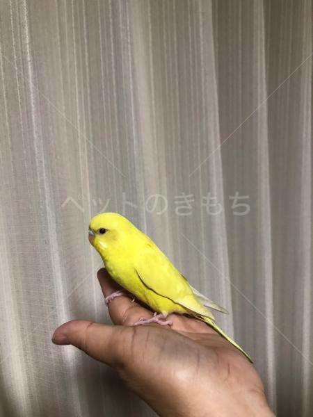 保護鳥の画像