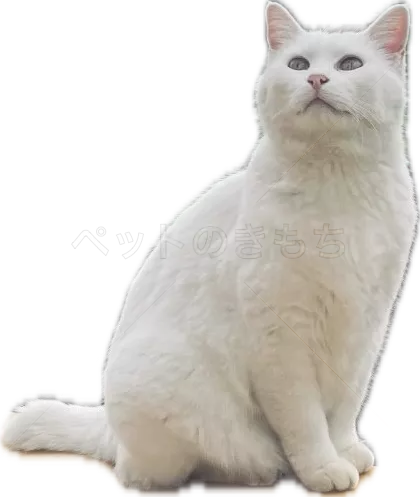 迷子猫の画像