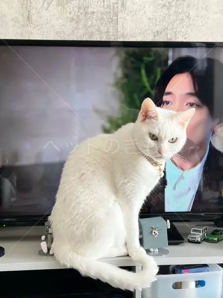 迷子猫の画像