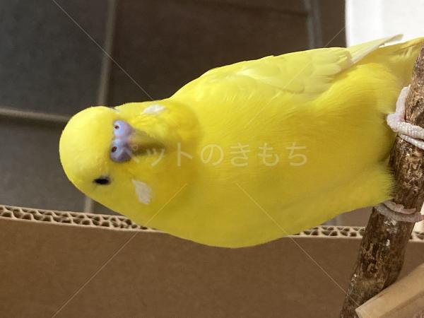 迷子鳥の画像