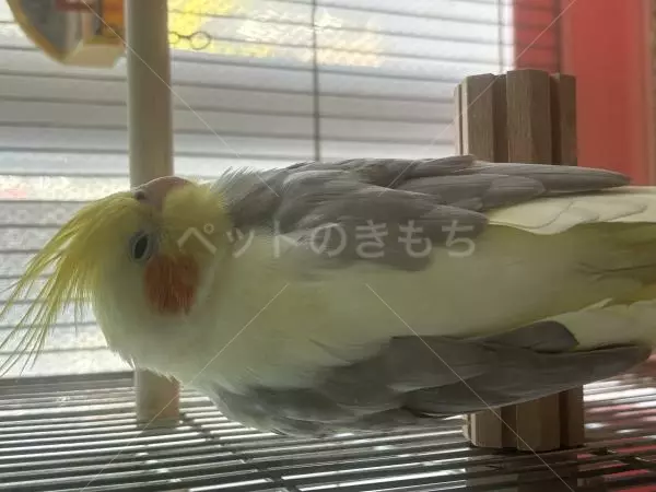 迷子鳥の画像