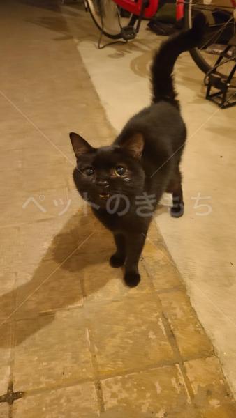 保護猫の画像