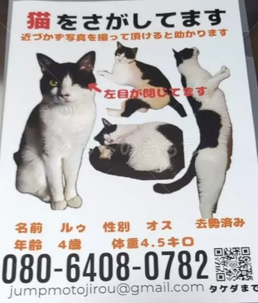 迷子猫の画像